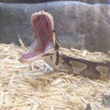 Y A W N Snakes Snake Snek Serpent Snakesofinstagram Yawn Snake Serpent Serpent Snake