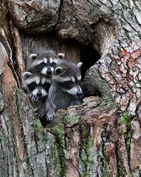 raccoons depend on vertical structures ...