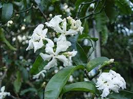 Image result for Tabernaemontana odoratissima