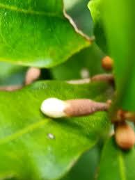 Image result for Synsepalum revolutum