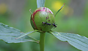 We love hearing from patients about their experiences at glens falls hospital so that we can continuously. Carpenter Ants In Your House How They Get In How To Get Rid Of Them