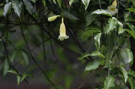 Image result for Hyparrhenia anemopaegma