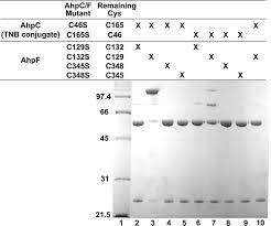 Cysteine Reactivity and Thiol−Disulfide Interchange Pathways in AhpF and  AhpC of the Bacterial Alkyl Hydroperoxide Reductase System