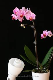 Maybe you would like to learn more about one of these? How To Give Your Orchids The Right Light And Watch Them Bloom
