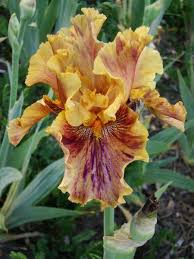Crimson Tiger Hohe Bartiris Auch Bekannt Als Schwertlilie Zahlreichen Moglichkeiten Farbe In Ihren Garten Zu Bringen Best Schwertlilie Lilien Garten Pur