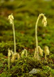 Image result for Monotropa  hypopitys