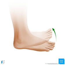 Image result for Motor Exam