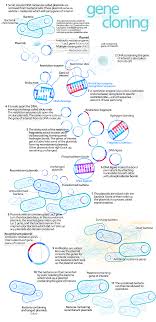 Molecular Cloning Wikipedia