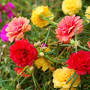 Profile Picture of Portulaca grandiflora (Moss Rose) - Gardenia.neton Google