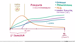 62 Extraordinary Pregnancy Hormones Graph