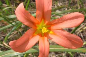 Image result for Moraea verdickii