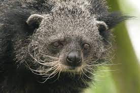 The Creature Feature: 10 Fun Facts About the Binturong (or, How Can It  Binturong When It Feels So Right?) | WIRED