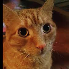 Zoe samuel 6 min quiz sewing is one of those skills that is deemed to be very. Orange Cat Trivia Home Facebook
