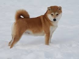 The only official twitter account of shiba inu $shib #shibarmy #resistanceisfutile tg: Hundinnen Shiba Inu Zucht Of Isamashii Nakama