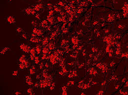 Red Flower Texture By Morna On Deviantart Flower Texture Red Flowers Red