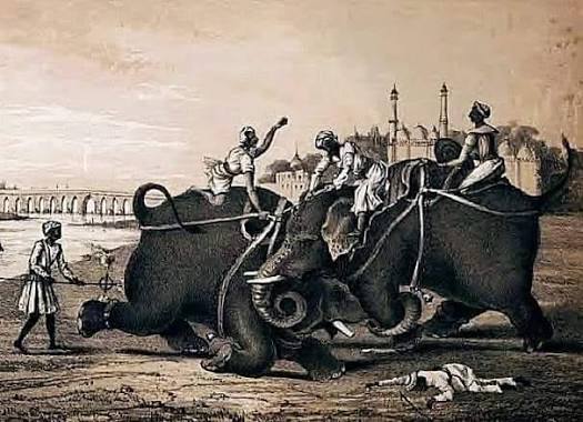 An elephant fight at Udaipur India— circa 1920s.