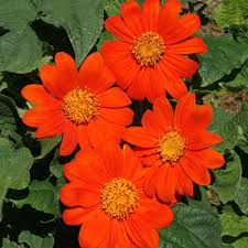 Image result for Tithonia rotundifolia
