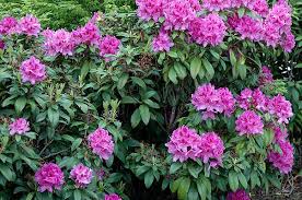 Rhododendron Anah Kruschke Landscape Plants Landscaping Plants Rhododendron Plants