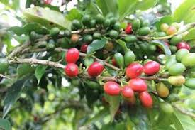 Cafe Bourbon Pointu Cafe Bio De La Reunion La Reunion Fruit De La Reunion Bourbon