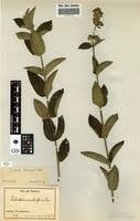 Image result for Dissotis multiflora