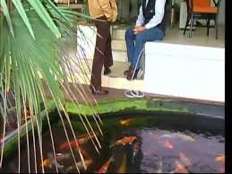 Algen Im Teich Grunes Wasser Fadenalgen Schwebealgen Grunalgen U Braunalgen Youtube Algen Im Teich Teichpflege Teich