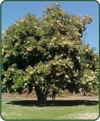 Image result for Nuxia