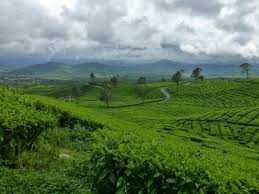 Image result for Hylodesmum repandum