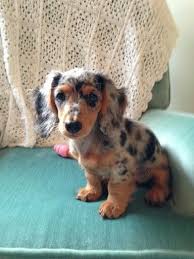 D3559361656dfd82518d5a66584fa6b4 Jpg 384 512 Pixels Dachshund Dog Dapple Dachshund Cute Dogs