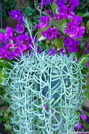 Descriptions, plant ids, top varieties, essential info for growing in gardens and pots. Fishhooks Senecio An Easy Care Trailing Succulent