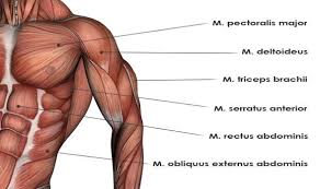 Breathing, a vital body function, is also controlled by the muscles connected to the ribs of the chest and upper back. Upper Body Muscles Diagram So You Know Which Muscles To Target Anatomy Organs Human Anatomy Picture Human Heart Anatomy