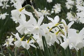Narcissus Thalia Triandrus Daffodils In 2020 Daffodil Bulbs Daffodils Narcissus