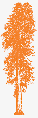 How to draw a tree step by step for beginners in 8 minuteshere comes new video where i am drawing a tree in 8 minutes. Redwood Tree Drawing Png Image Transparent Png Free Download On Seekpng