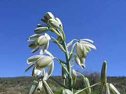 Image result for Albuca nigritana