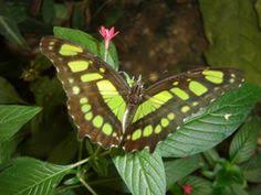 Parcs A Theme Et Visite En Famille Yvelines Tourisme Planter Des Arbres Papillon Les Yvelines