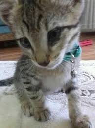 Kedi Sahiplendirme Å¸å­ Facebook