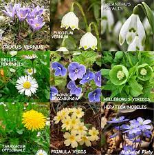 Fiorellini a grappolo profumatissimi che crescono inizio primavera. I Primi Fiori Di Fine Inverno Inizio Primavera Scopriamoli Insieme Percorsi Di Luce
