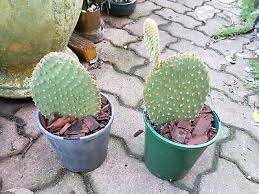 The most common bunny ears cactus material is cotton. Qu20mxlk9w8t2m