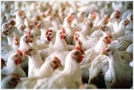 Kursus Awam Penternakan Ayam Pedaging
