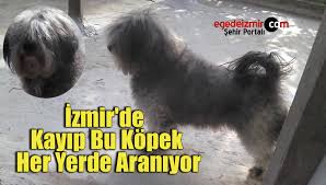 Izmir In Cigli Ilcesinde Kayip Bu Kopek Her Yerde Araniyorege De Izmir Haber Ege Haber Izmir Haberleri Ege Haberleri Son Dakika Izmir Torbali Haberleri Buca Bornova Karsiyaka