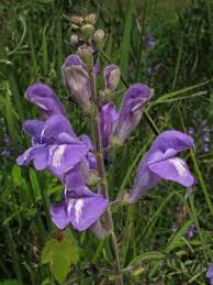 Image result for Scutellaria schweinfurthii
