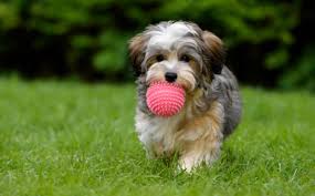 But there are certain skills that you can start introducing to your. Tender Care Animal Hospital July 2018 Blog Puppy Training