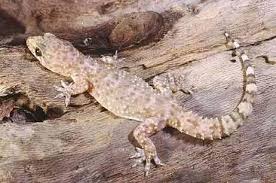 الوزغ ( البرص ) البعض يشتكي منه لتسلقه السور والحوائط في حديقة البيت بشكله القبيح وصوته المزعج من تجاربي للتخلص منه وضع بيض حمام مفرغ على السور واغصان . ØªØ¹Ø±Ù Ø¹Ù„Ù‰ Ø§Ù„ÙˆØ²Øº Ø£Ùˆ Ø§Ù„Ø¨Ø±Øµ Ùˆ Ø·Ø±Ù‚ Ø§Ù„ØªØ®Ù„Øµ Ù…Ù†Ù‡ Ù†Ù‡Ø§Ø¦ÙŠØ§ Ø±Ø¨Ø¹ Ø³Ø§Ø¹Ø© Ø«Ù‚Ø§ÙØ©