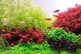 Image result for Hypoxis parvifolia