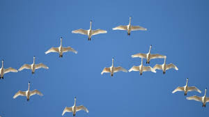 See more ideas about duck season, arkansas duck hunting, duck hunting. Waterfowl Hunting Cape Hatteras National Seashore U S National Park Service