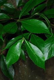 Image result for Rothmannia whitfieldii