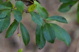 Image result for Brackenridgea