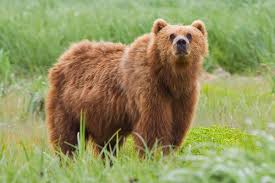 Most of the animals presented are hybrids of two real world animals; Brown Bear Wikipedia