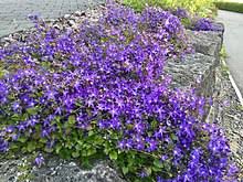 Do not miss campanula medium, another popular and lovely biennial with sturdy spikes and large flowers. Campanula Poscharskyana Wikipedia
