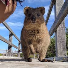 Es ist nur dann wirklich kalt wenn man aufhört zu radeln. Quokka Das Glucklichste Tier Der Welt Wunderweib Gluckliche Tiere Niedliche Tierbabys Tiere