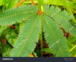 Image result for Mimosa pudica